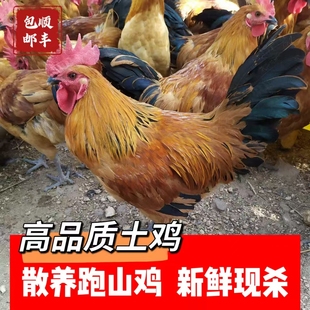 蒙山草鸡临沂农村散养大公鸡土鸡黑爪白条鸡新鲜笨鸡整鸡顺丰批发