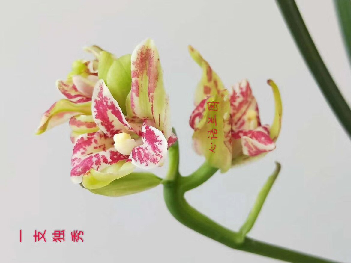 心语兰园 兰花苗 建兰四季兰奇花一支独秀 弈虹蕊蝶