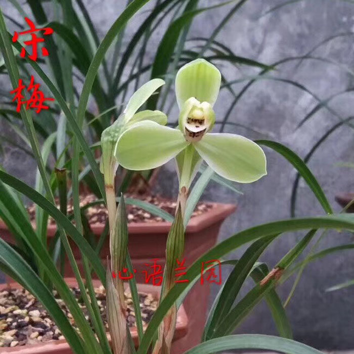 心语兰园兰花 春兰宋梅 集圆 万字 汪字 小打梅 桂圆梅 贺神梅