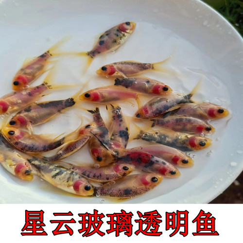 金鱼冷水好养透明玻璃鱼好养易活