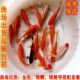 锦鲤饲料鱼观赏鱼活体冷水鱼好养易活红色锦鲫草金淡水红鲫鱼金鱼