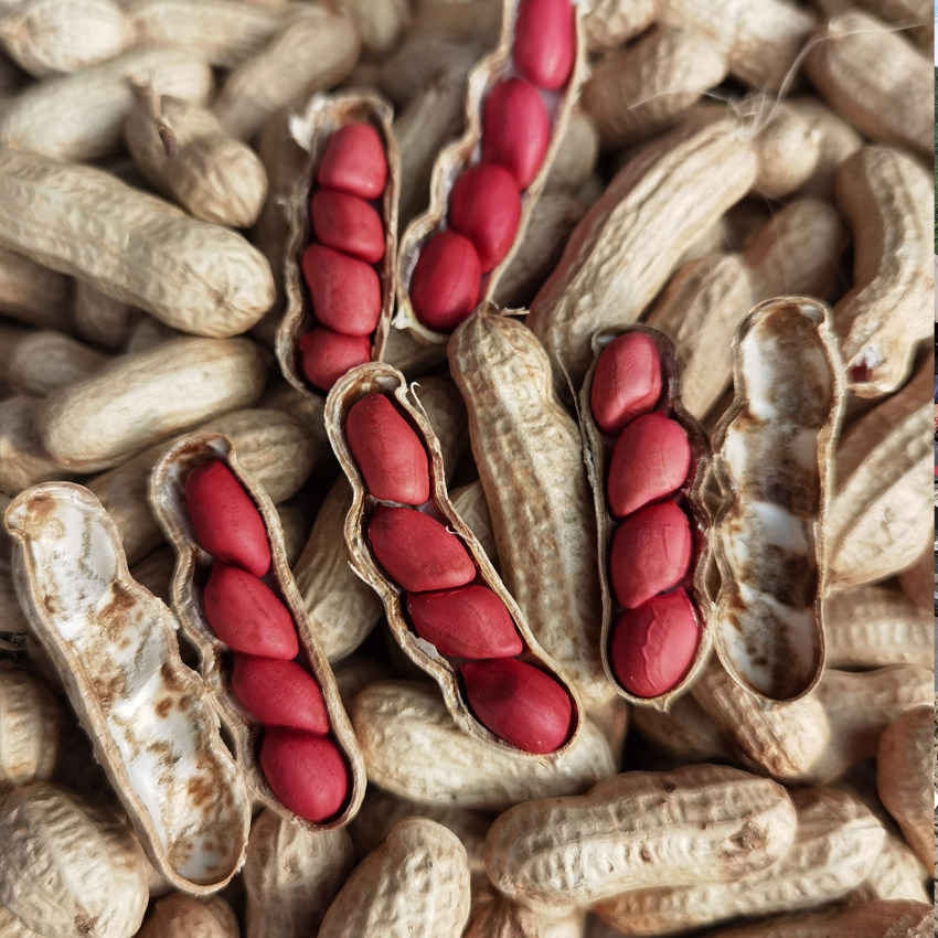 新带壳红皮花生红衣农家自产花生纯天然花生甜湖北十堰特产5斤