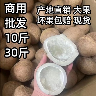 印度椰子皇大果一斤海椰皇干椰子肉做甜品海底椰新鲜椰子鸡煲汤料