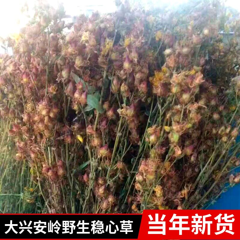 新货大兴安岭野生稳心草鹿心草东北特产野生中草药花草茶 50g包邮