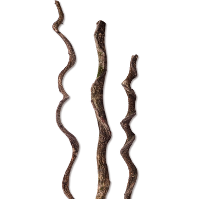 爬宠藤条造景木树栖攀爬