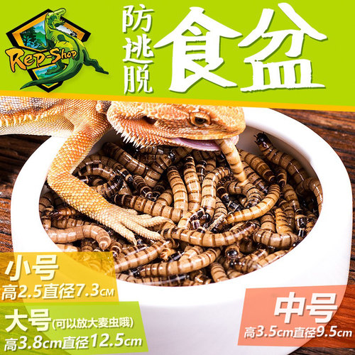 爬虫活体饲料防逃逸食盆