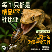 杜比亚蟑螂活虫繁殖组幼体蜥蜴角蛙守宫乌龟龙鱼活体饵饲料超樱桃