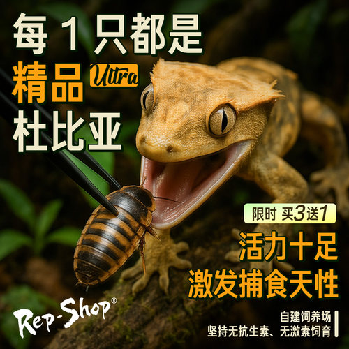 龙鱼蜥蜴守宫杜比亚蟑螂活体饲料