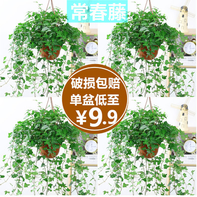 金边常春藤盆栽植物室内垂吊