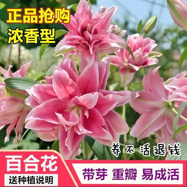 重瓣香水百合花种球四季好养活花苗花卉植物阳台盆栽进口百合球根 鲜花速递/花卉仿真/绿植园艺 红掌/凤梨/温室花卉 原图主图