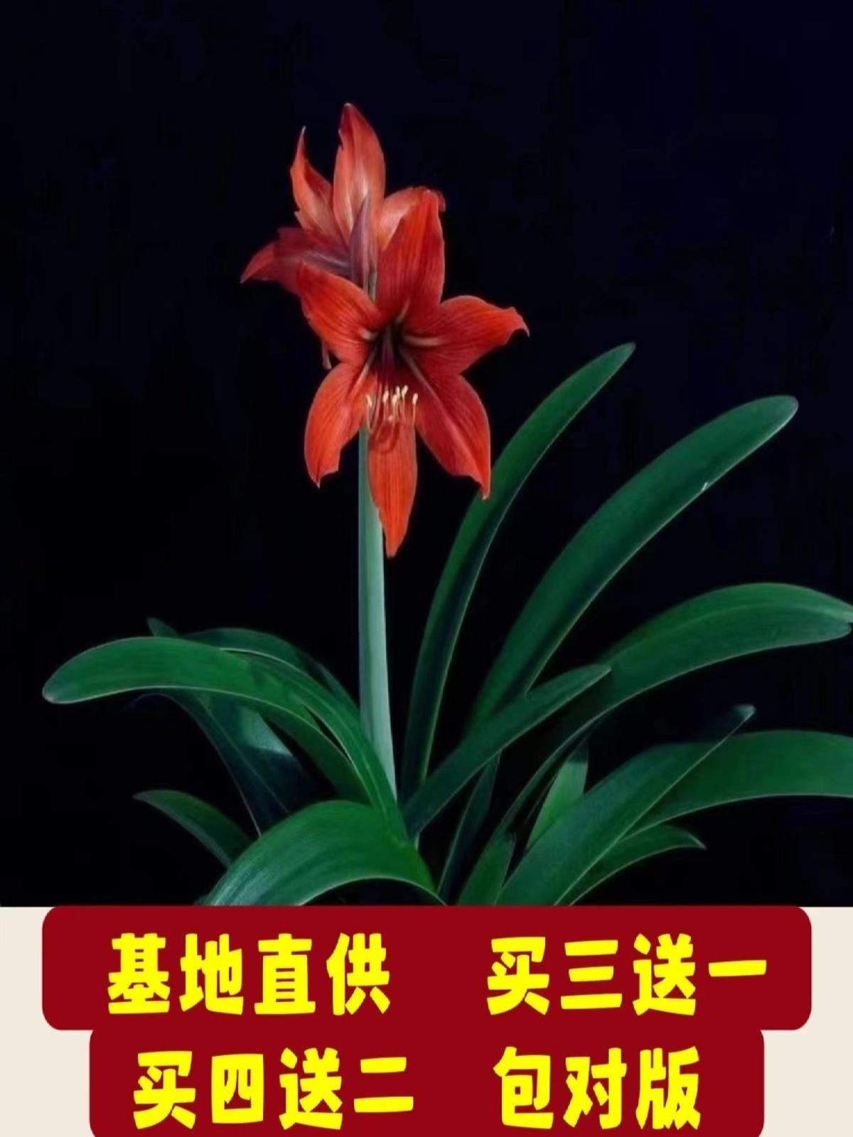 国产朱顶红运莲室内花卉好养