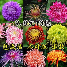 菊花盆栽四季开花卉庭院植物室内花卉绿植乒乓菊千头菊带花苞花苗