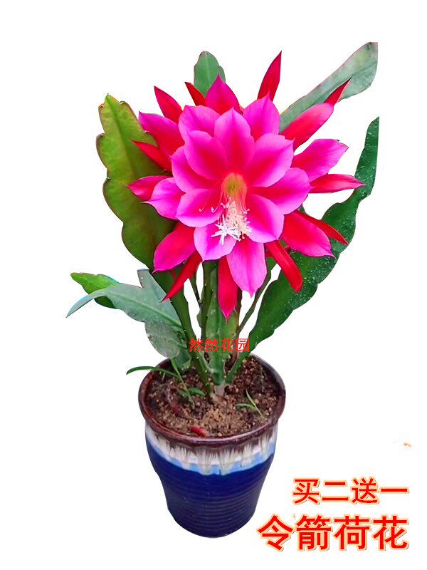 令箭荷花昙花大花重瓣品种带根苗红黄紫粉白多色花卉绿植盆栽