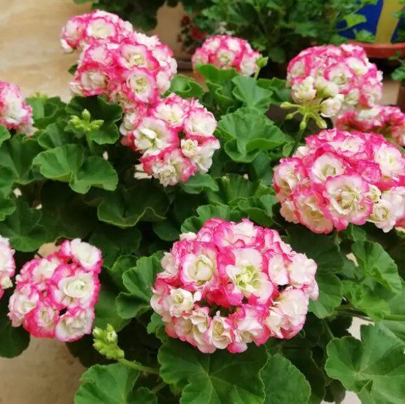 直立天竺葵银边苹果碗阳台庭院办公室绿植花卉盆栽碗系重瓣天竺