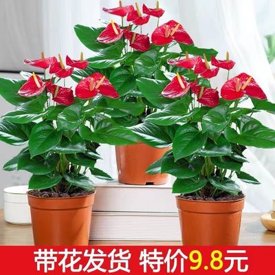 红掌白花卉绿植盆栽水培物室