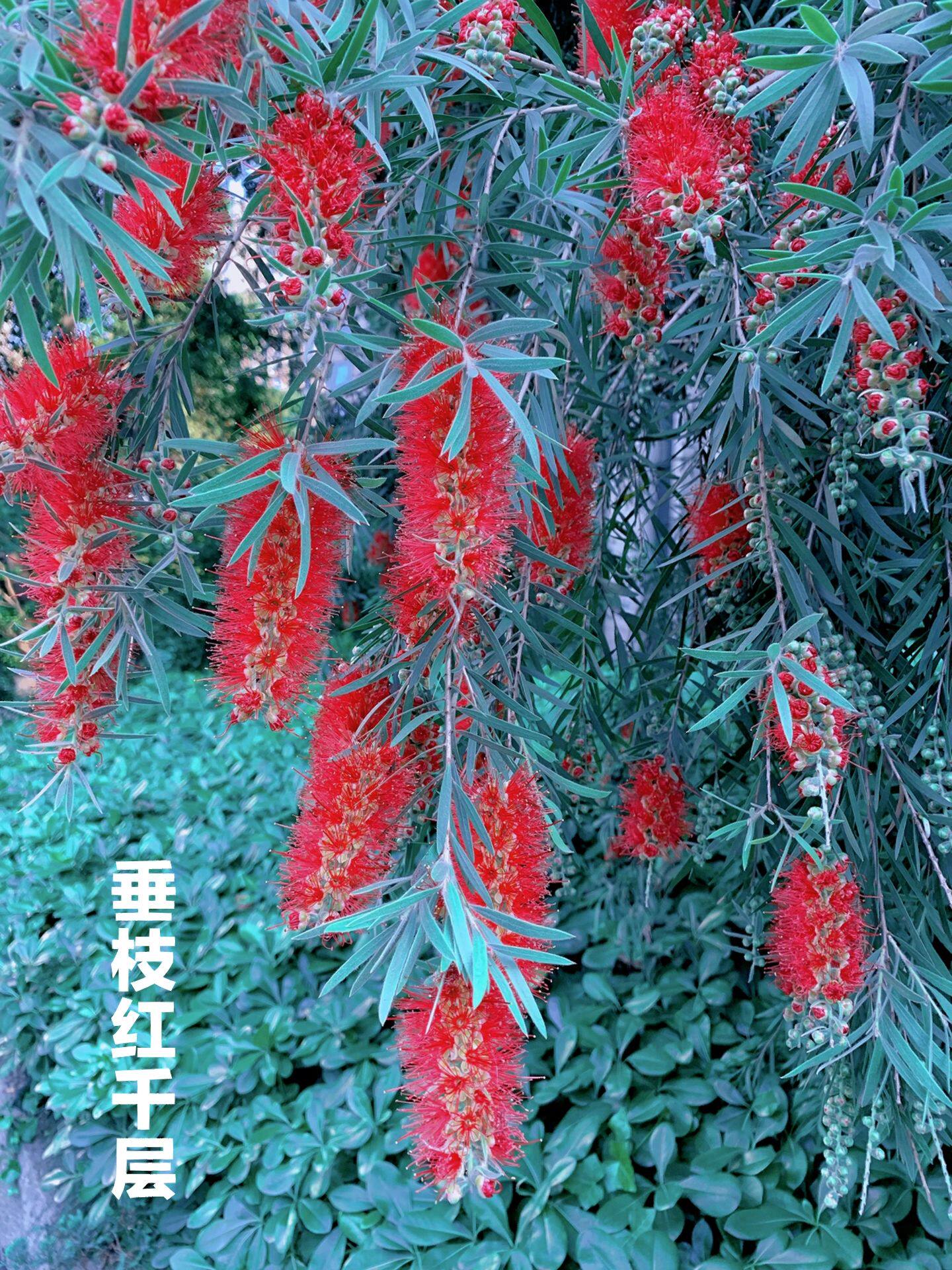多花红千层树苗金宝树红千层串钱柳毛绒花庭院盆栽花园常绿易活