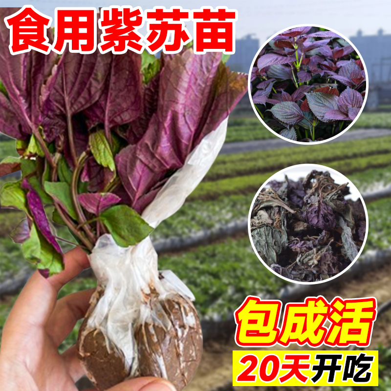 紫苏苗可食用籽蔬菜大叶盆