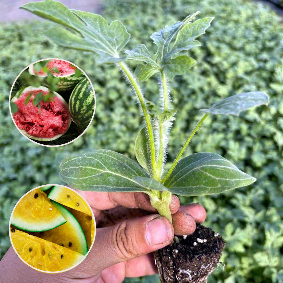 8424嫁接西瓜苗秧苗无籽美都麒麟瓜苗秧南方阳台盆栽种植甜瓜苗