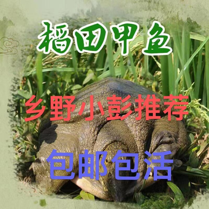 四川鲜活稻田甲鱼1-7斤