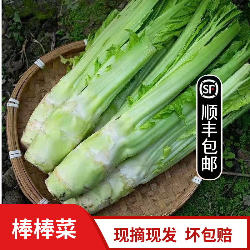 四川棒棒菜青菜头现摘现发