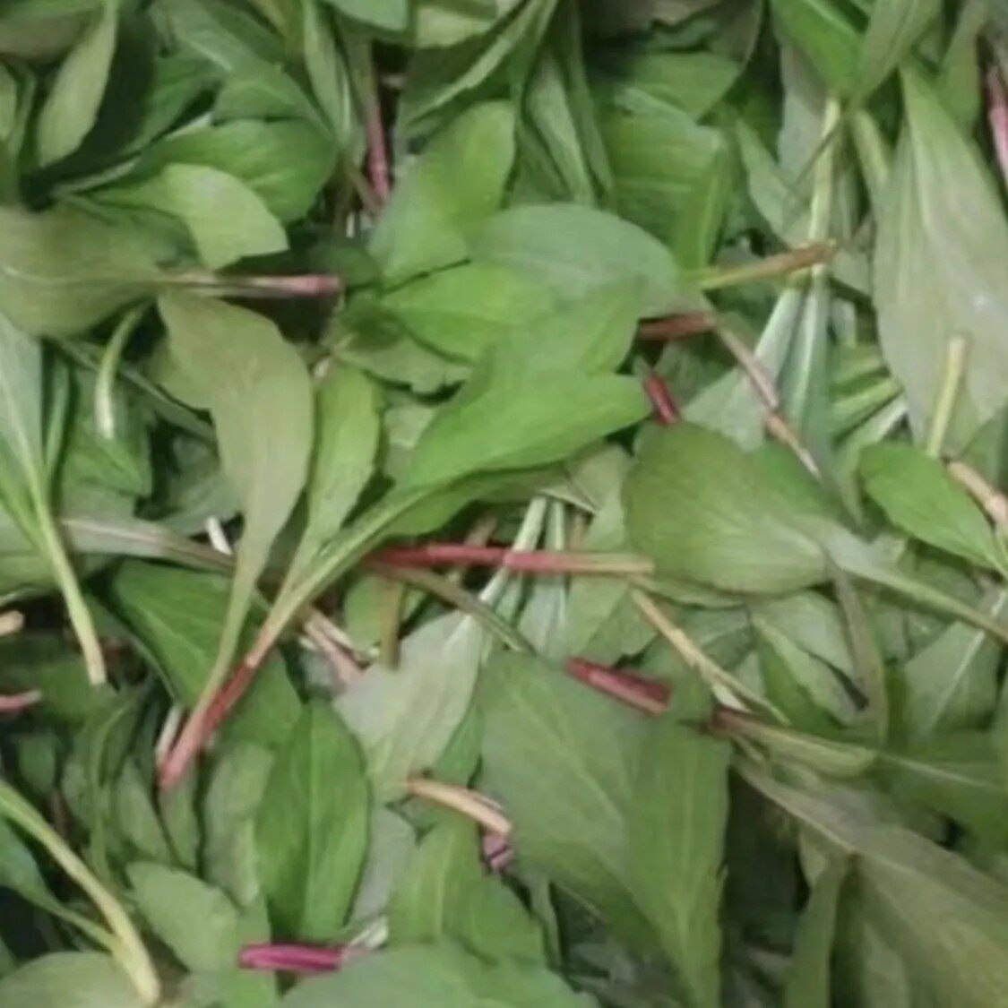 如皋特产新鲜马兰头野菜野生红杆当季蔬菜马兰头菜时令现摘现发