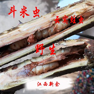 野生斗米虫云实蛀虫江西新余带树枝发货天牛幼鸟不踏刺虫一条包邮