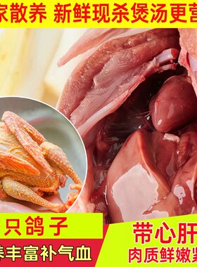 现杀乳鸽老鸽子送人参炖料