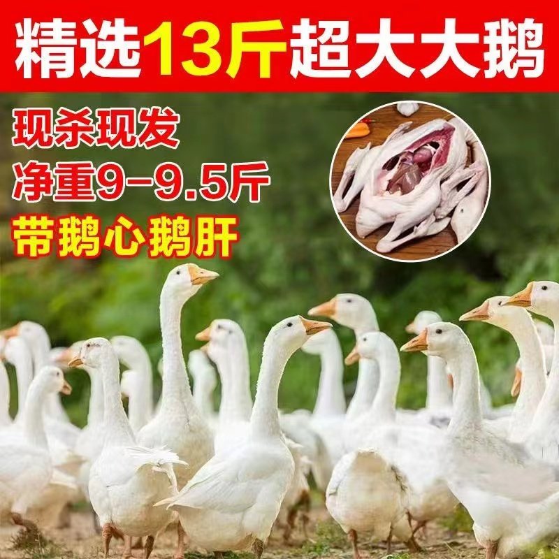 10斤大鹅现杀整只大鹅送炖料