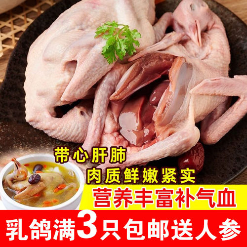 整只鸽子送人参炖料满3只包邮