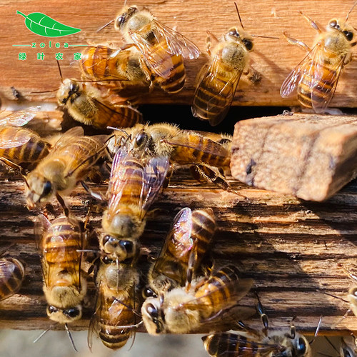 左乐｜湖北中华土蜂蜜深山正宗纯正天然农家自产无添加野生百花蜜