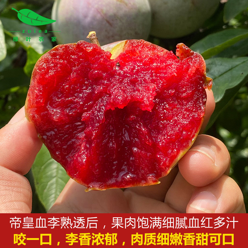 新鲜现摘味帝皇玫瑰血恐龙蛋大李子红心肉酸甜味桃形布林孕妇水果