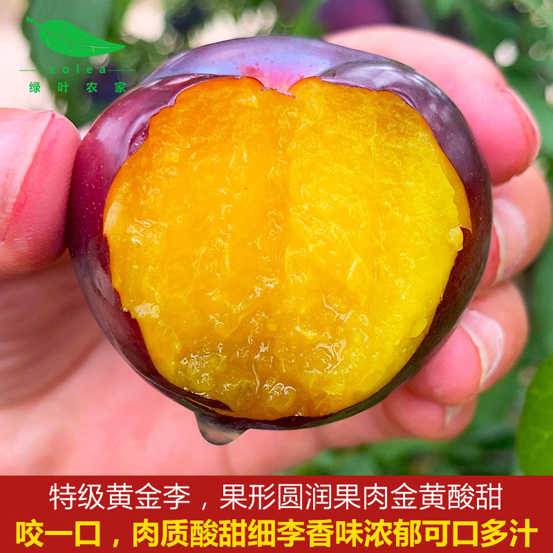 湖北新鲜现摘黄心李子酸甜黑布林大李子黄肉三华李孕妇水果当季