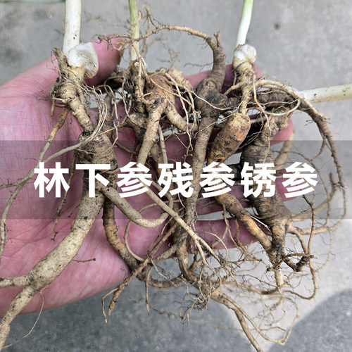 新鲜林下参残参老残参
