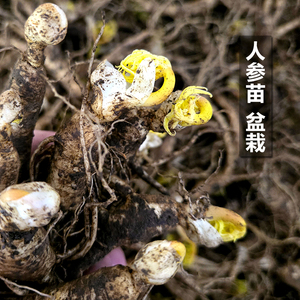 长白山人参盆栽活苗鲜参