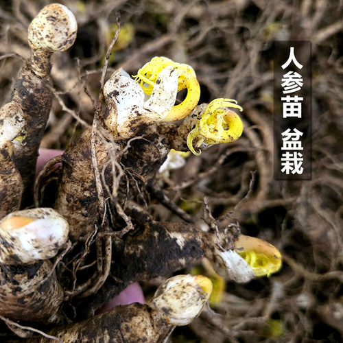长白山人参盆栽活苗鲜参