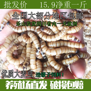 面包虫活体 黄粉虫活虫 大麦虫鲜活 鱼食乌龟 画眉鸟石蛙饲料包邮