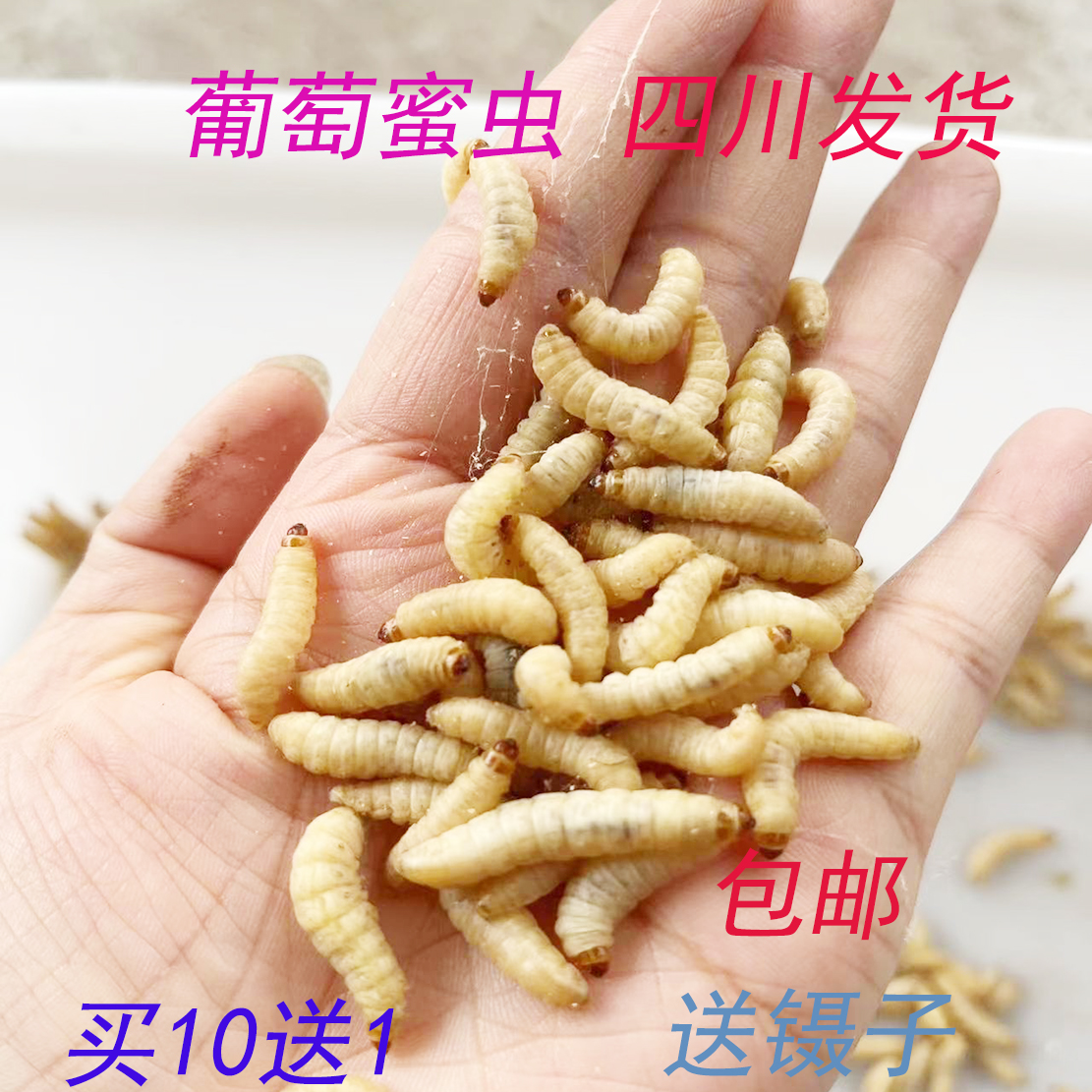 葡萄蜜玉米虫活体密虫鸟活虫大蜡螟幼体钓饵鱼仓鼠蜜袋鼯食物包邮