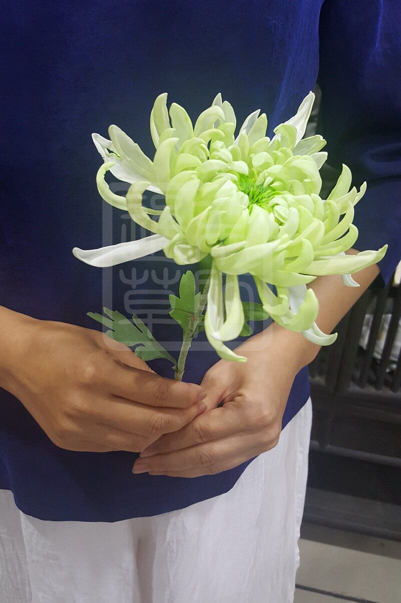 【通草花开】纯手工制作非遗通草花通草纸单色菊花 定制传统手工