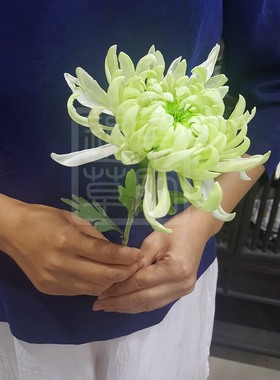 【通草花开】纯手工制作非遗通草花通草纸单色菊花 定制传统手工