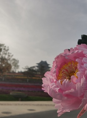 【通草花开】定制纯手工制作非遗通草花通草纸花牡丹传统手工艺