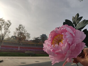 【通草花开】定制纯手工制作非遗通草花通草纸花牡丹传统手工艺