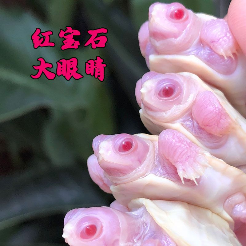 精品白化巴西龟苗长寿招财儿童好养素食变异风水宠物小乌龟活物
