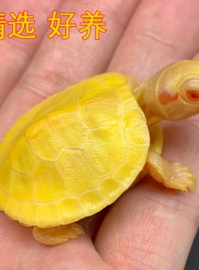变异大白化巴西龟苗宠物观赏金黄色网红深水鱼缸混好养小乌龟活物