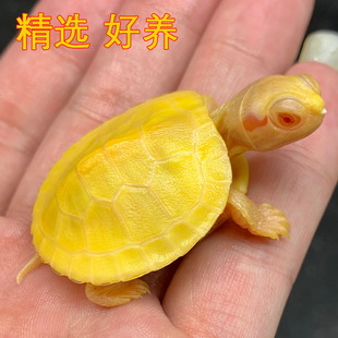 变异大白化巴西龟苗宠物观赏金黄色网红深水鱼缸混好养小乌龟活物