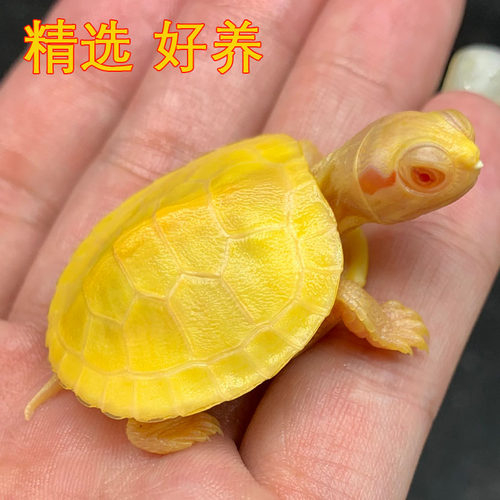 变异大白化巴西龟苗宠物观赏金黄色网红深水鱼缸混好养小乌龟活物