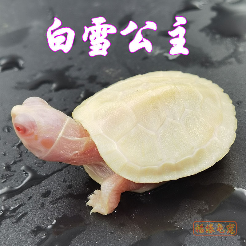 精品白化巴西龟苗长寿招财儿童好养素食变异风水宠物小乌龟活物