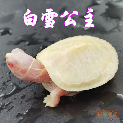 精品白化巴西龟苗长寿招财儿童好养素食风水可爱宠物小乌龟活物