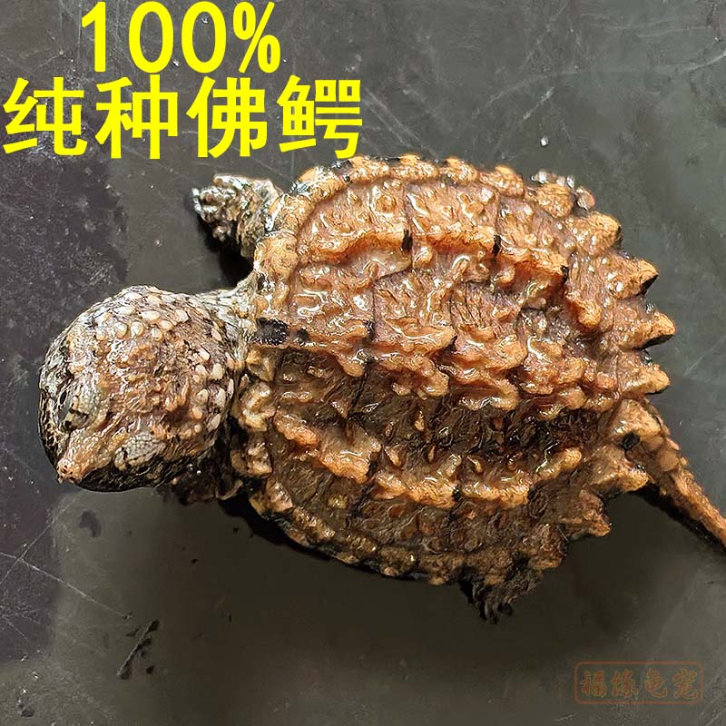 纯种爆刺佛鳄龟巨型真大鳄苗活体原种北美深水霸气凶猛宠物小乌龟