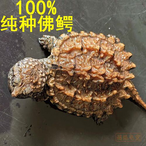 纯种爆刺佛鳄龟巨型真大鳄苗活体原种北美深水霸气凶猛宠物小乌龟