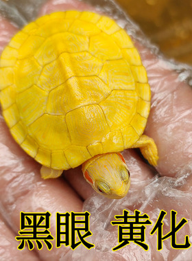 好养变异高黄化闪电纹悖论巴西龟苗深水鱼缸混养宠物小乌龟活体